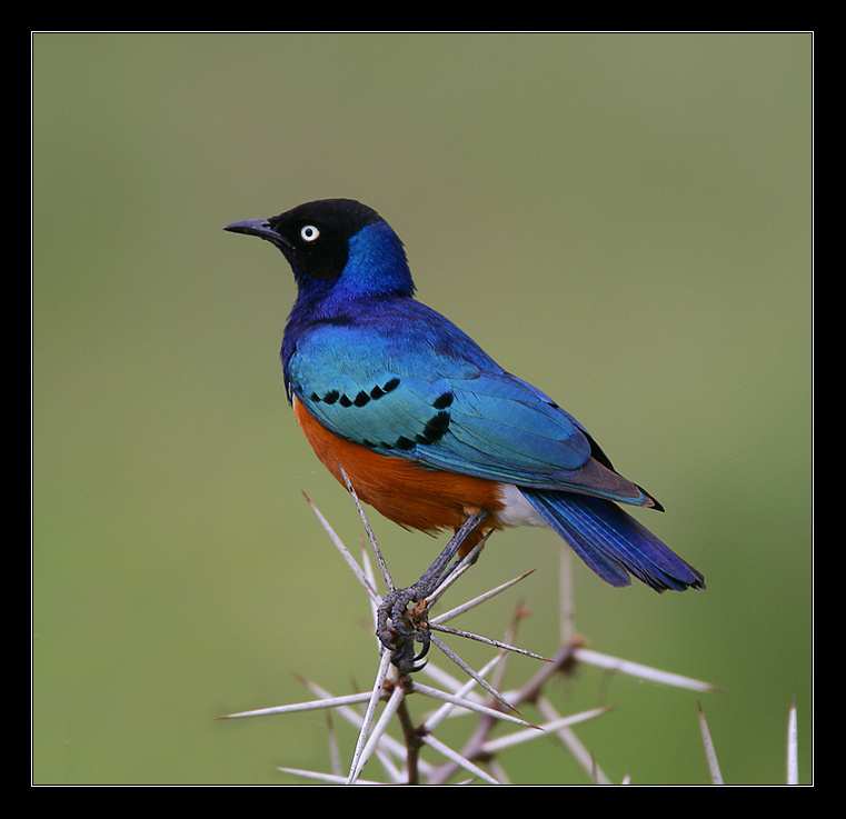 Superb Starling 