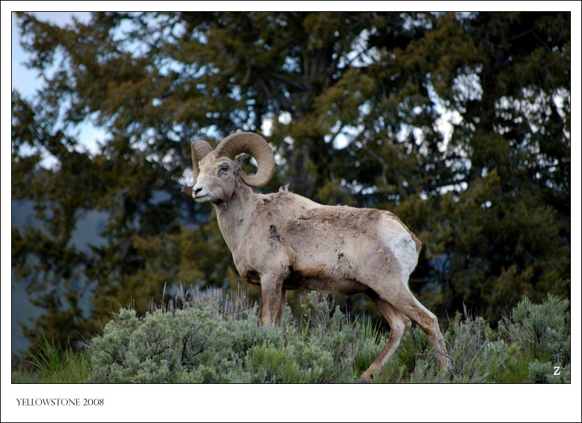 Yellowstone #3 