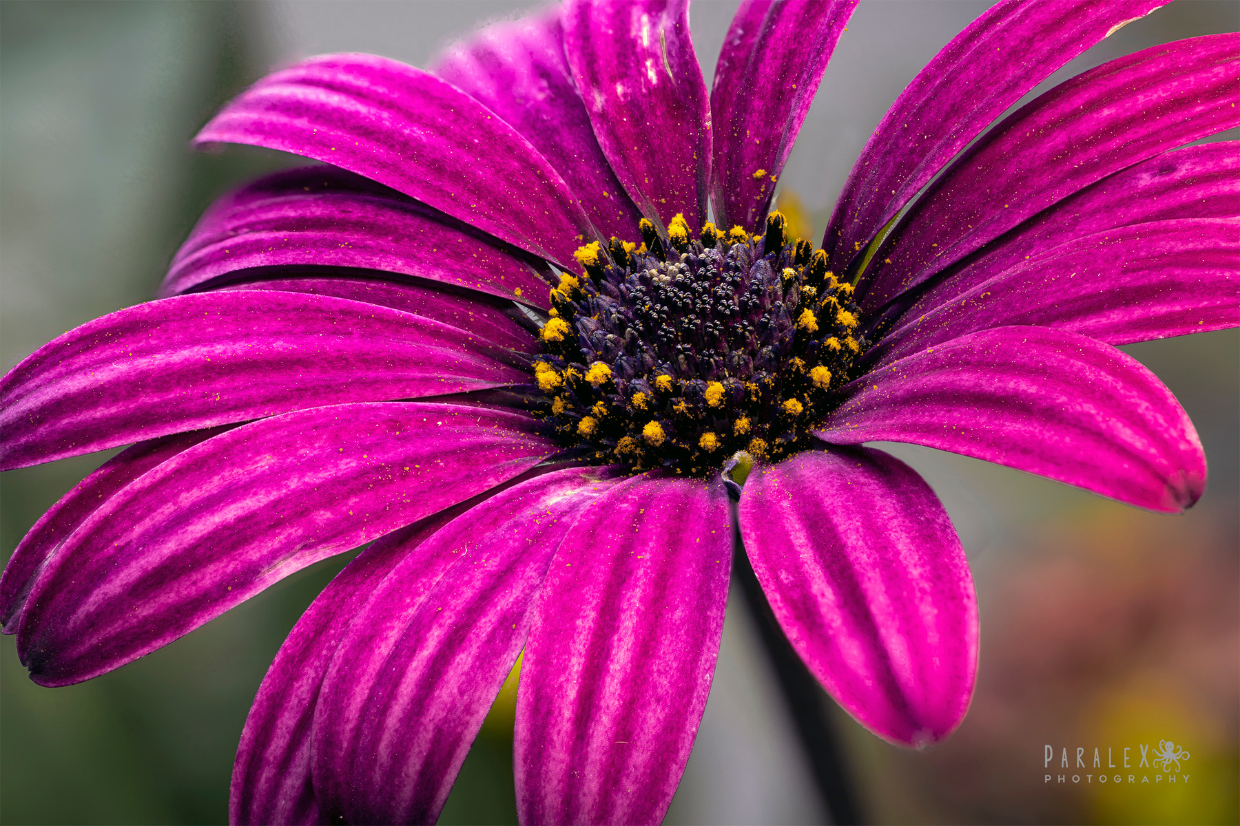 Osteospermum Ecklonis 
