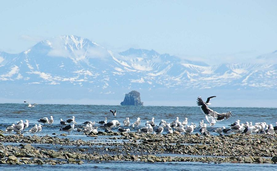 Жизнь морская-особенная море, птицы, красота