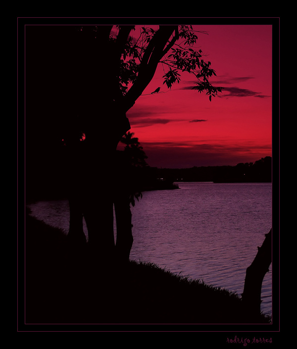 little blackbird (Brazil) Brazil, Бразилия, birds, птицы, reflexions, отражения, lake, озеро, sunset, заход солнца