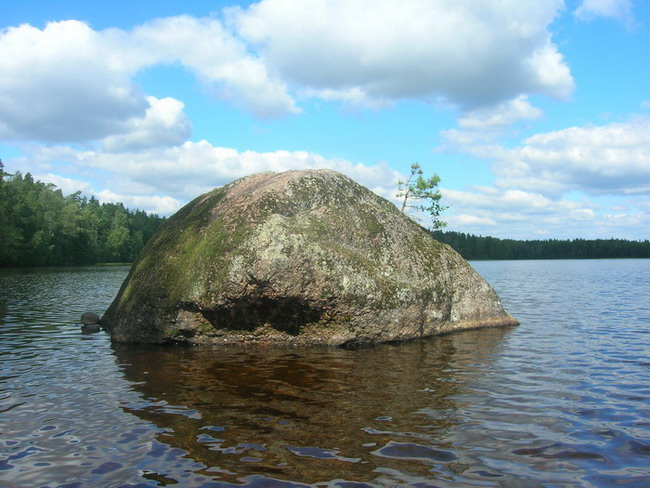 и на камнях растут деревья 