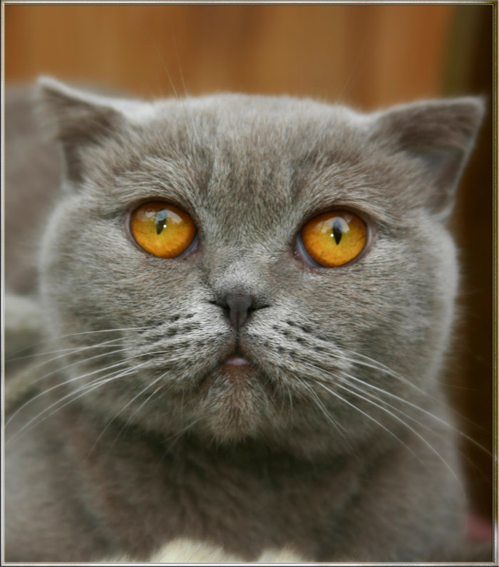 взгляд кошки