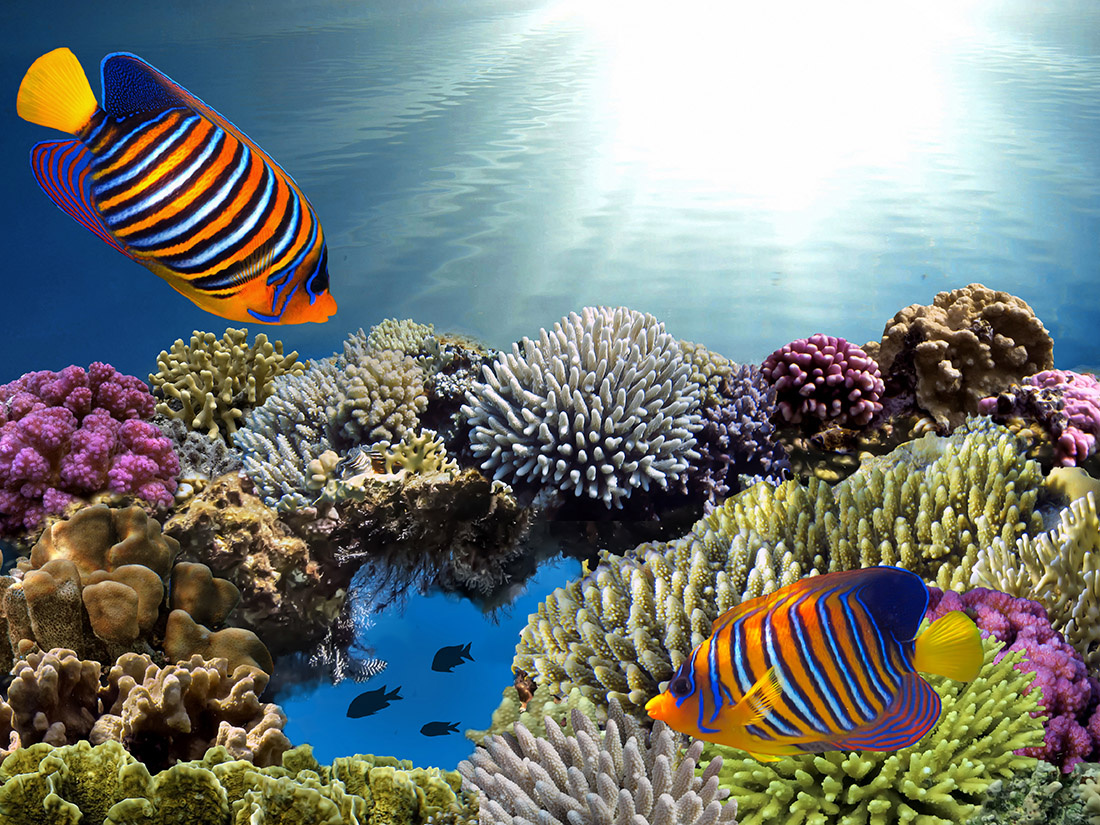 Hard and soft corals of the Red Sea egypt Sharm El Sheikh hard soft corals red sea