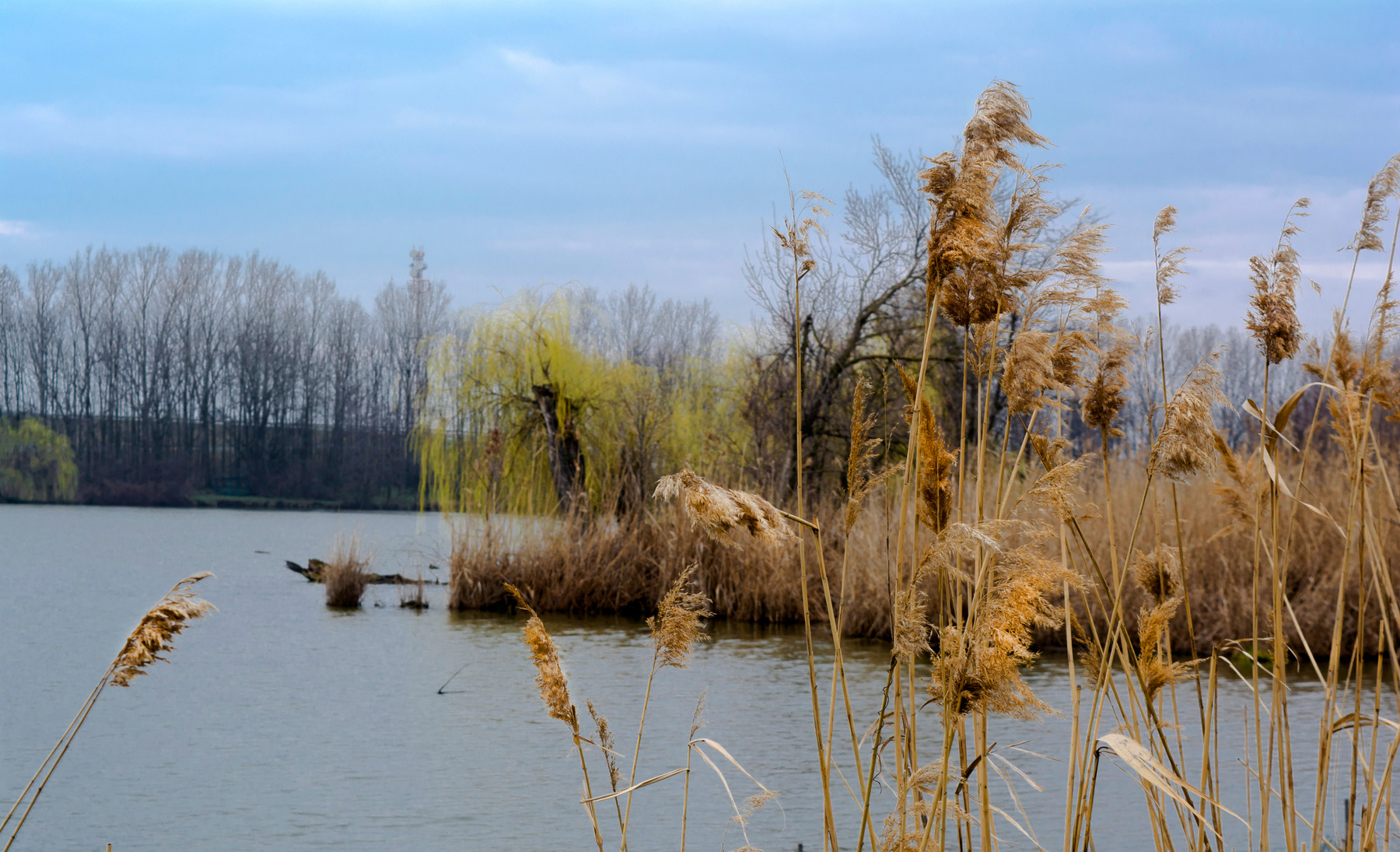 Март. Река камыш вода небо