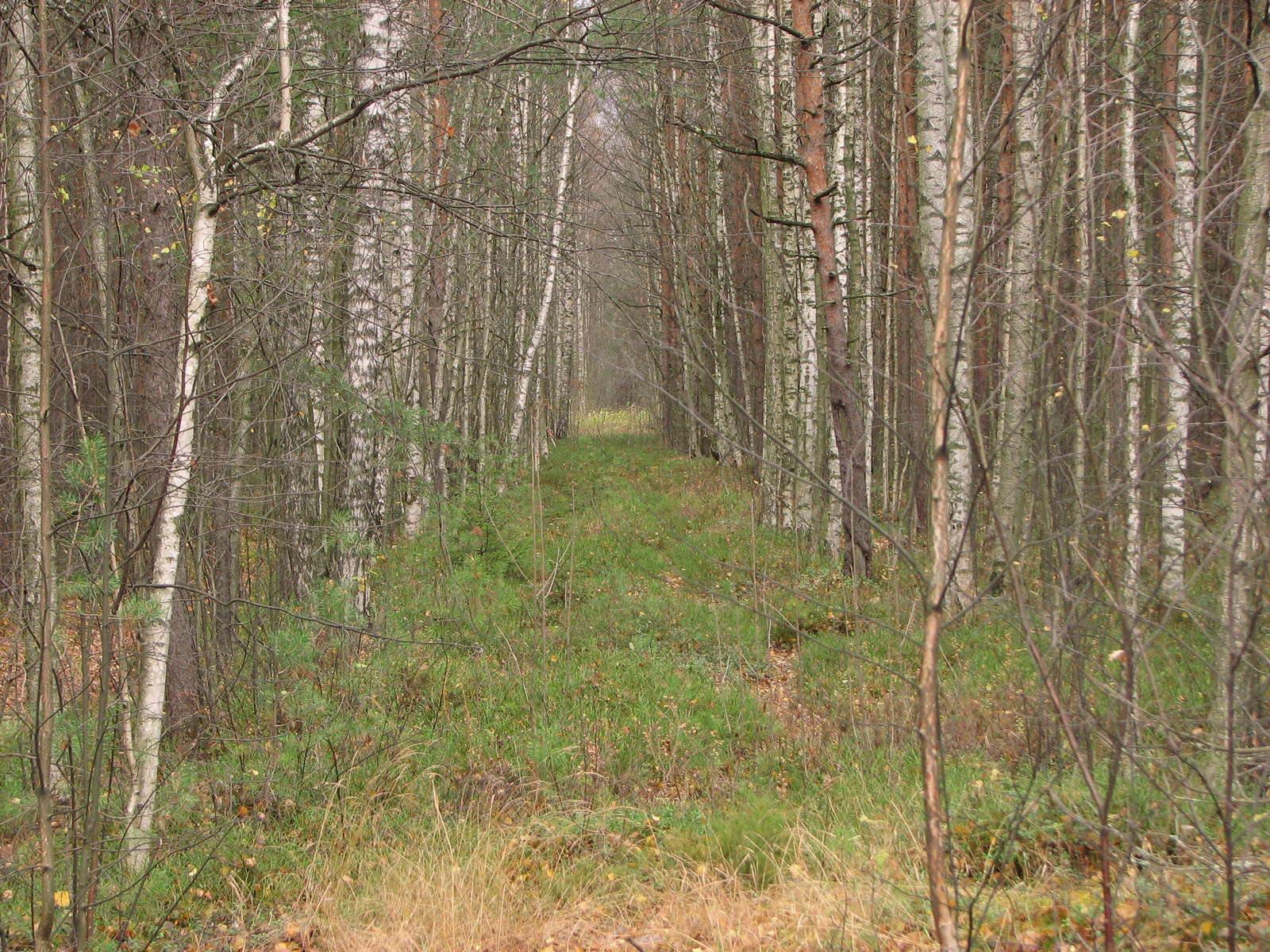 В Лисьем Носу Природа деревья осень