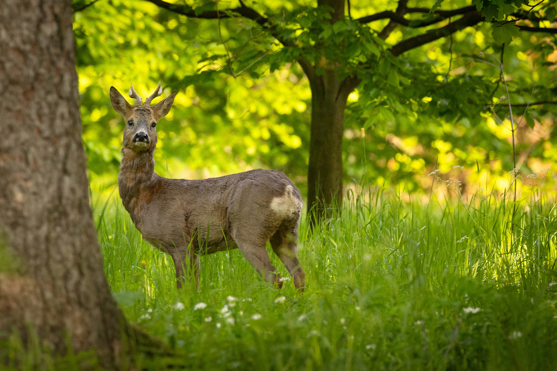 Deer 