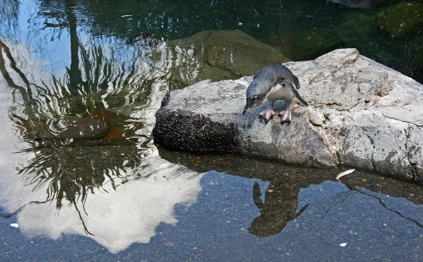 penguin пингвин