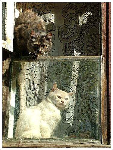 Местные город, трущебы, окно, коты