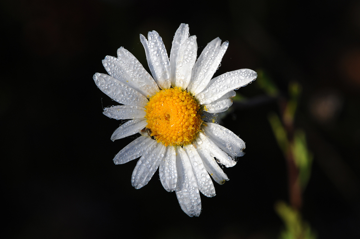 Нивянник обыкновенный (Leucanthemum vulgare - Asteraceae) Нивянник обыкновенный Leucanthemum vulgare Asteraceae