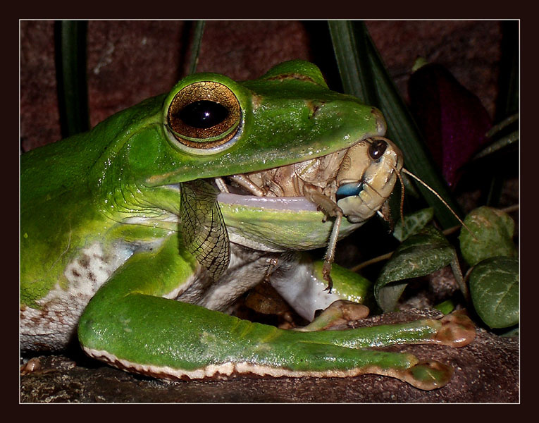 Последний миг жизни... исполинский зеленый веслоног (Polypedates dennysii)