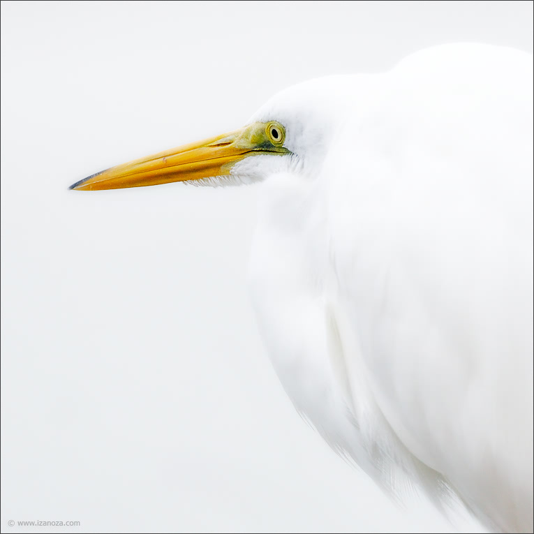 Портрет в высоком ключе большая, белая, цапля, great, egret, Florida, US
