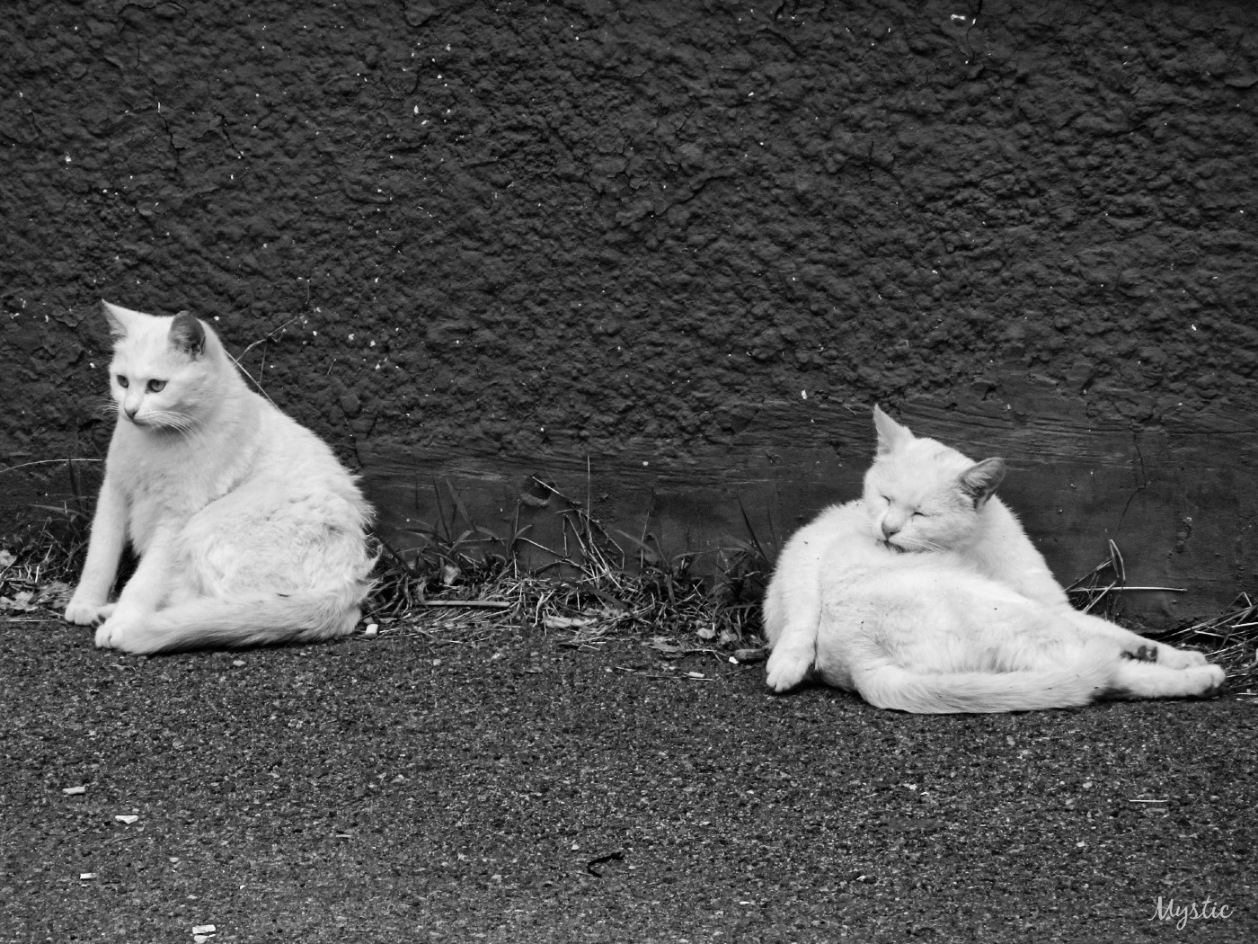 *** cat cats