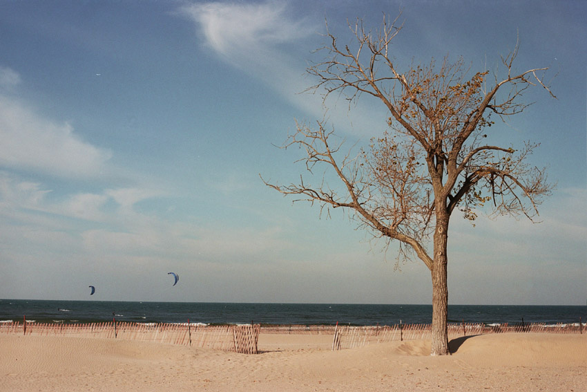 lake Michigan пляж вода дерево
