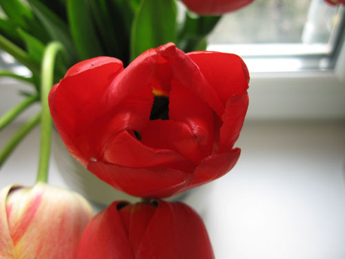 Tulip Цветы макро чистота красота нежность красный желтый солнце свет