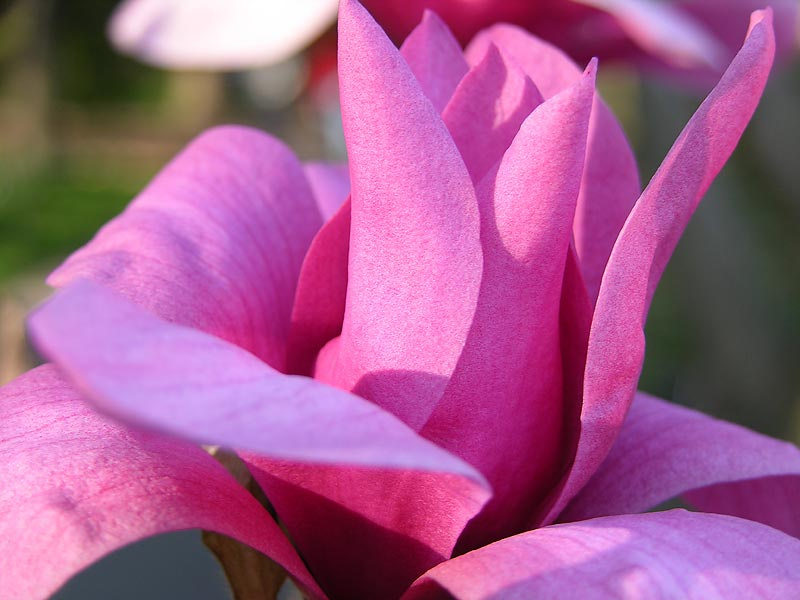 Magnolia magnolia vesna flowers bloom