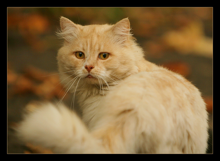 осенний кот уличный кот осень