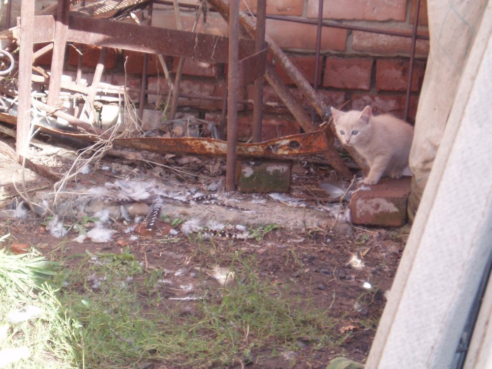 Кошка 