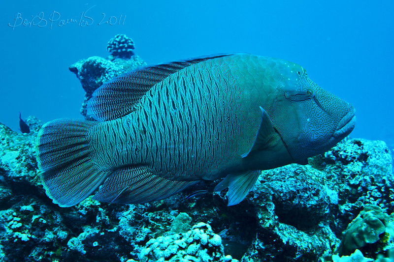 big fish губан наполеон wrasse napoleon Maldives Мальдивы