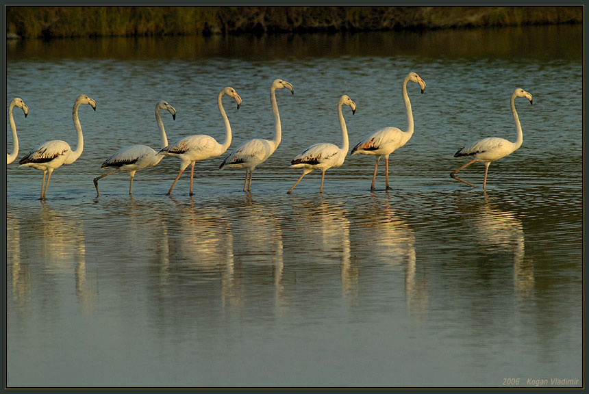 Flamingo ... Step by step. Flamingo