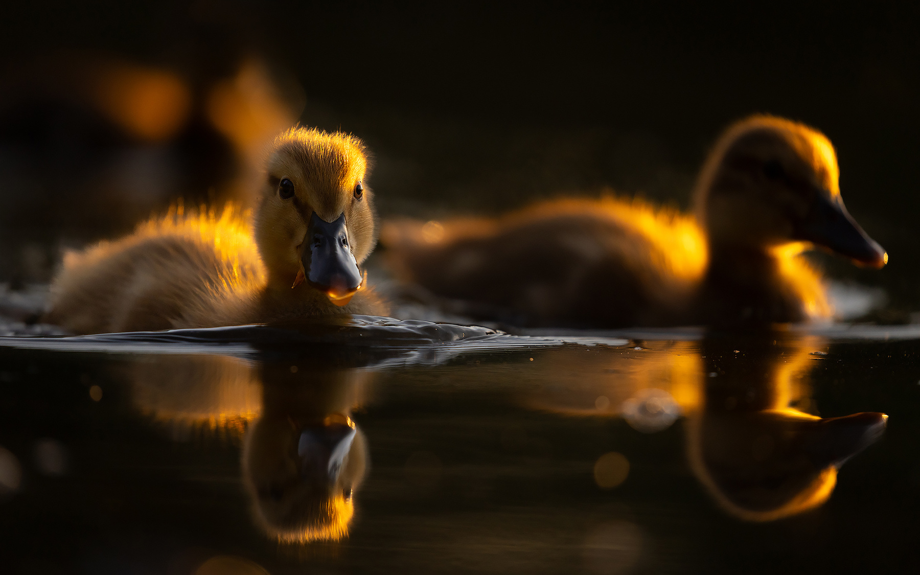 Ducklings 