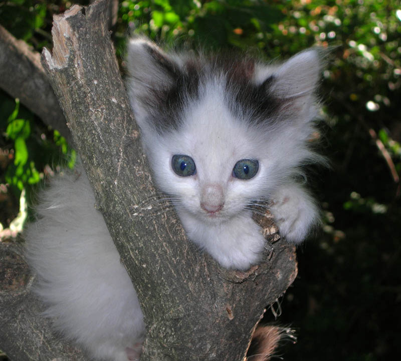 Котенок котенок, кот, животные