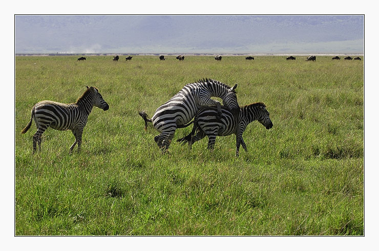 у всех на виду, или про треугольник Африка животные Ngorongoro