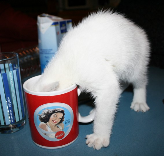 Имидж - ничто, жажда всё! кот, котенок