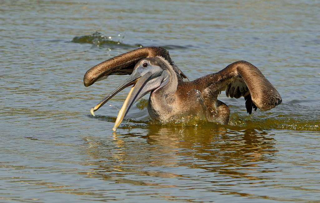 Рыбалка Бурый пеликан, Pelecanus occidentalis, Лагуна Малибу, Brown Pelican, Malibu Lagoon, California