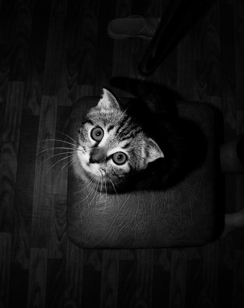 *** кот, испуг, черно-белое