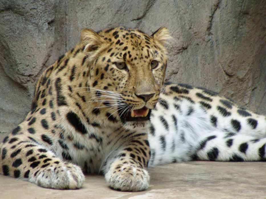 зверь кошка
