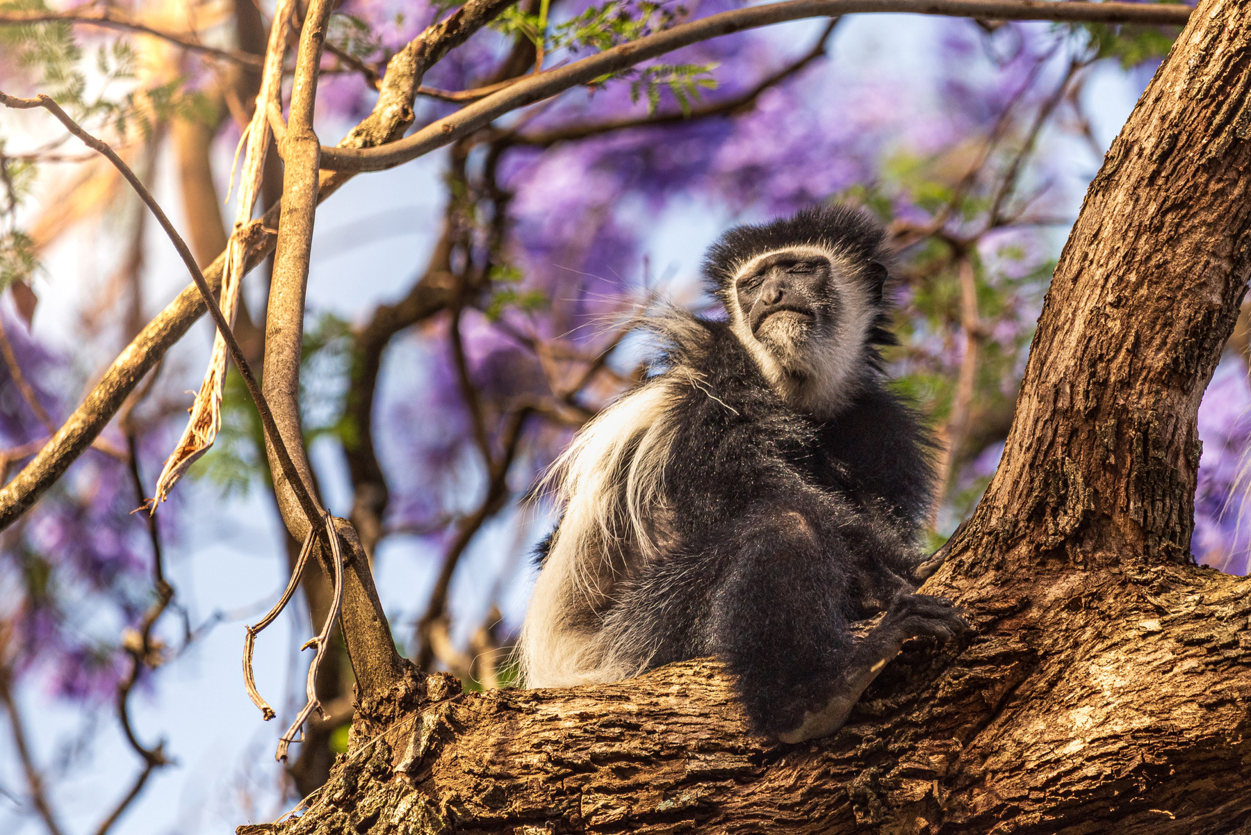 Солнечные ванны wildlife дикая природа животные колобус африка сафари