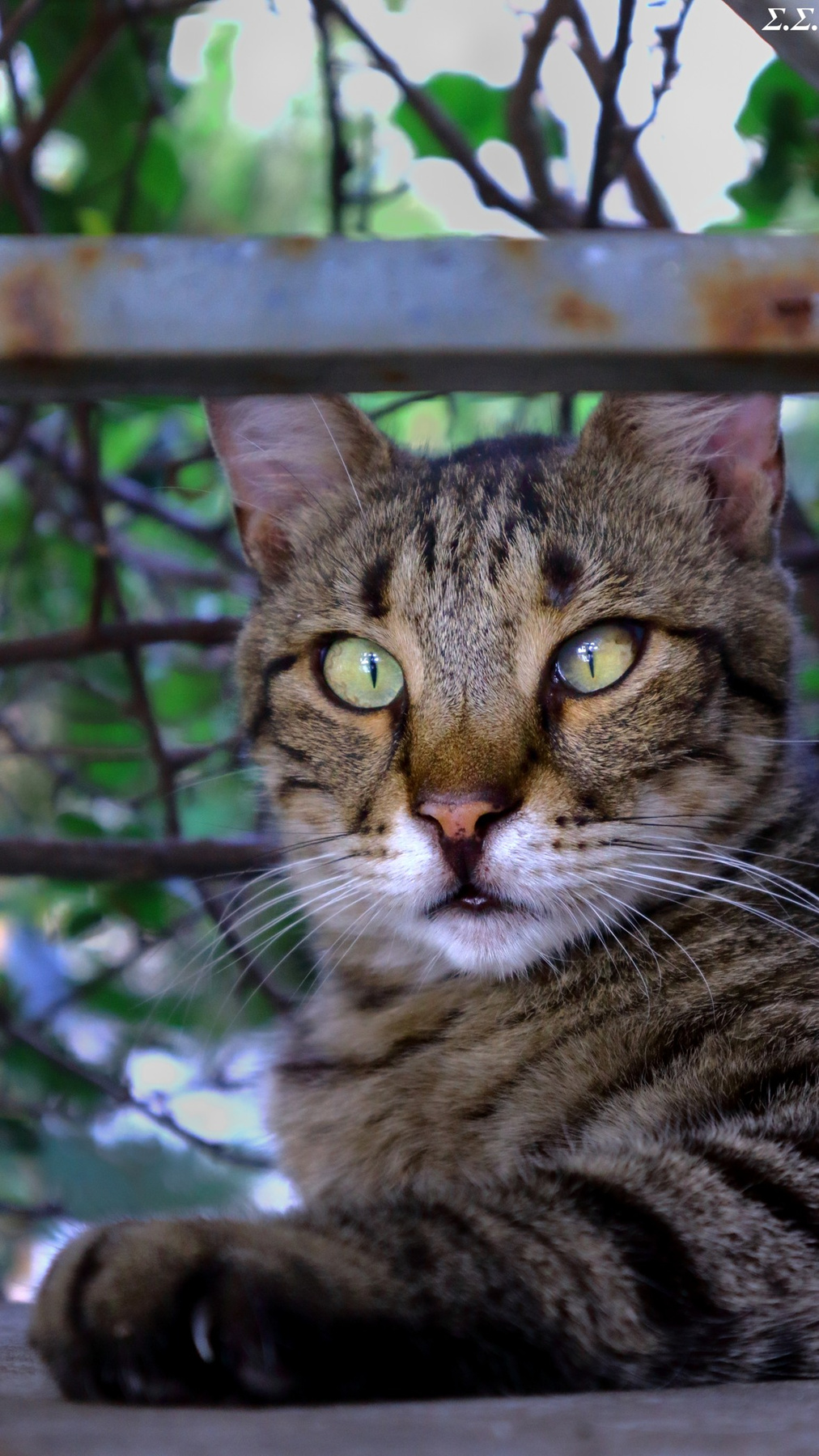 POTRTAIT OF A STRAY CAT 