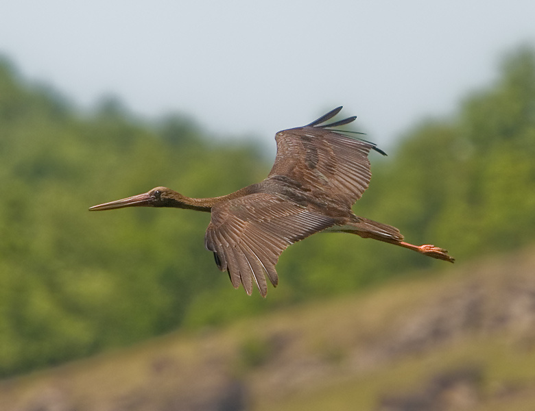 Брауни Черный аист (Ciconia nigra)