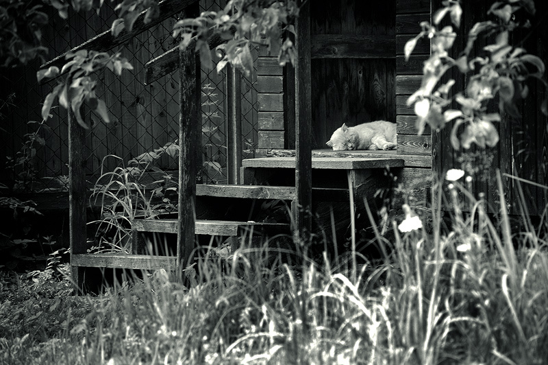 Una Siesta Scotch
