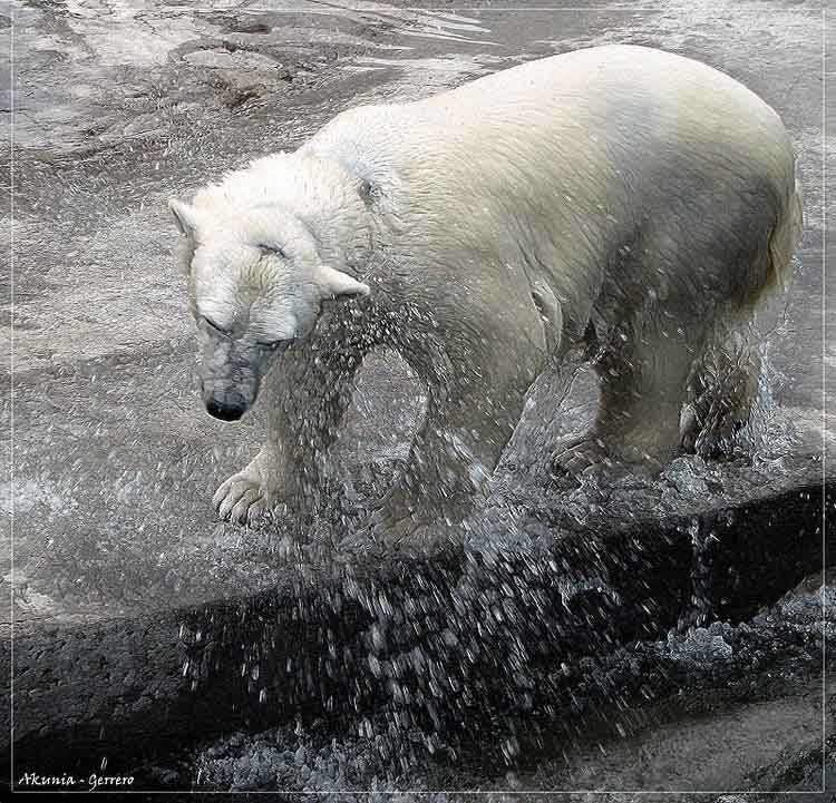 Как с гуся вода медведь водные процедуры
