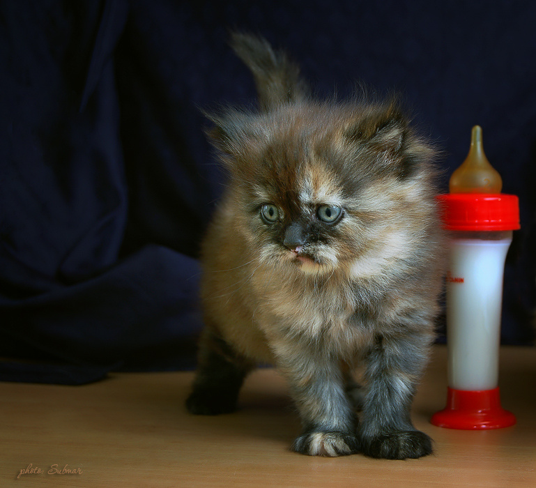 Ванеска... котёнок