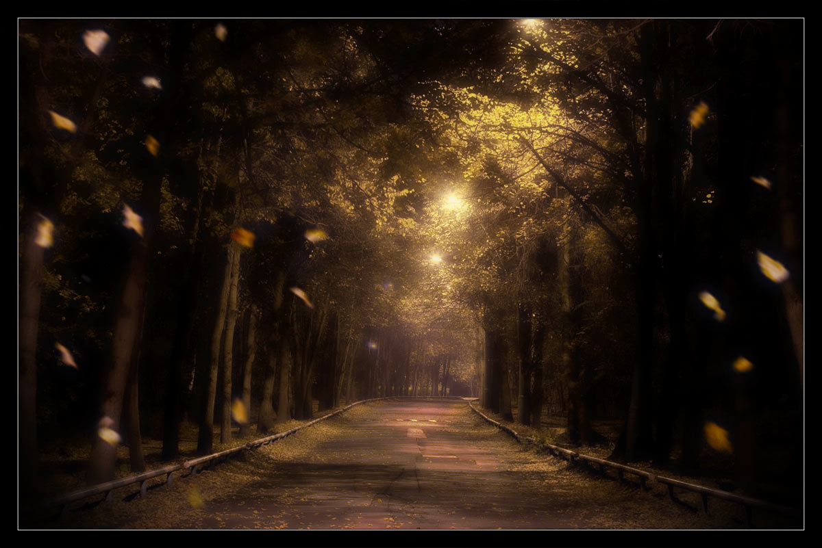 Осень осень фонари деревья ночь