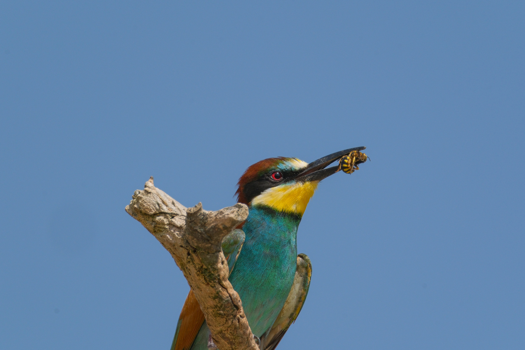 Завтрак Золотистая щурка Merops apiaster