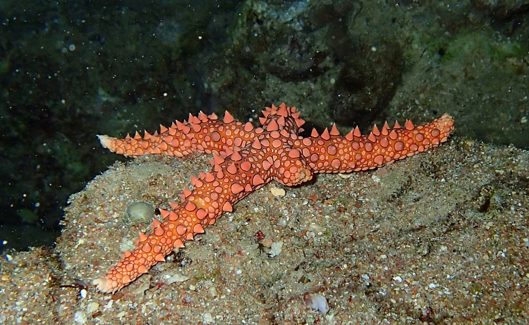 *** Asteroidea морская звезда красное море дайвинг pink wall