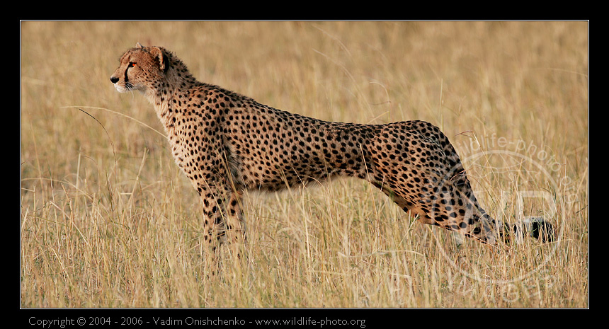Гепард - Acinonyx jubatus фотосафари африка кения