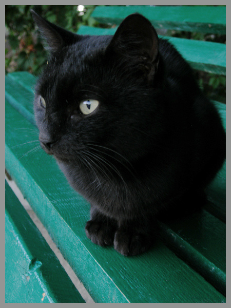 кот бегемот кот глаз