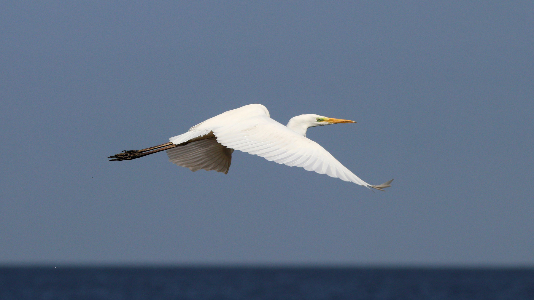 Прощайте, я от вас улетаю Большая белая цапля Egretta alba Great egret