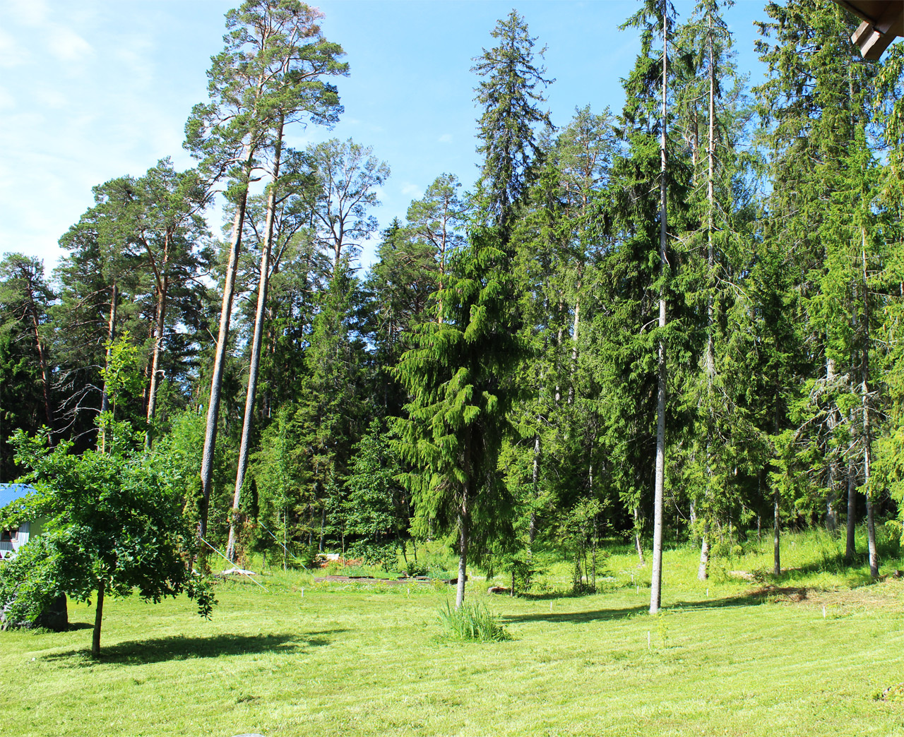 Леса Карелии 