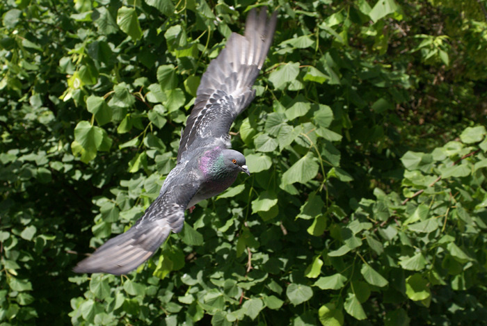 Flight  *03 Полет, голубь, птица
