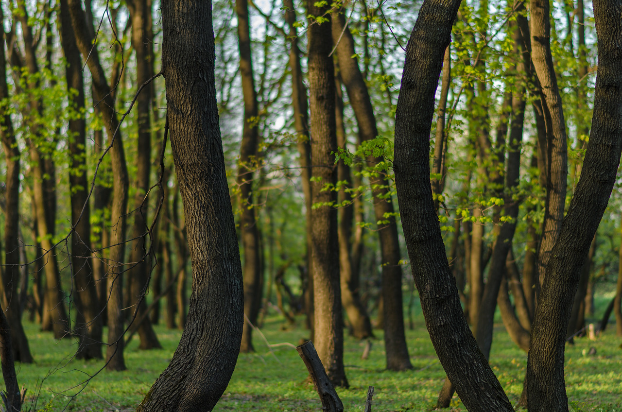 forest II лес, природа