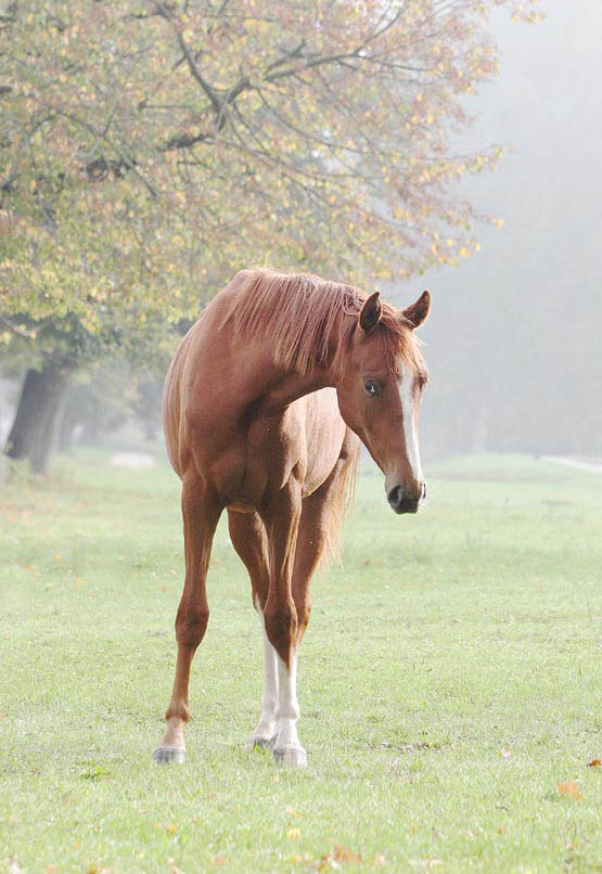 V tumane... horse