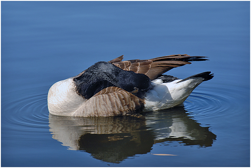 *** Canada goose