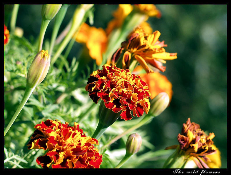 The wild flowers Цветы