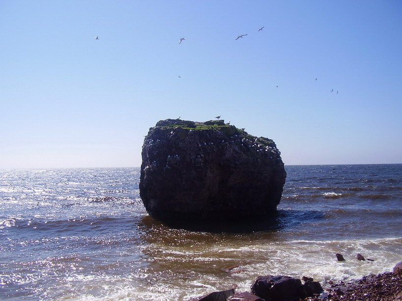 Птичий дом Море, скала, птицы